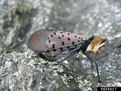 Spotted lanternfly 