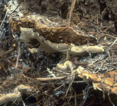 Annosum Root Rot
