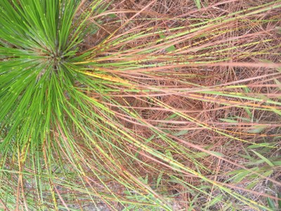 Pine Needle Diseases