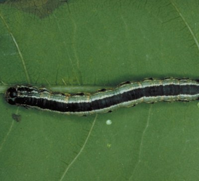 Fall Cankerworm