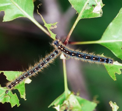 Forest Tent Caterpillar