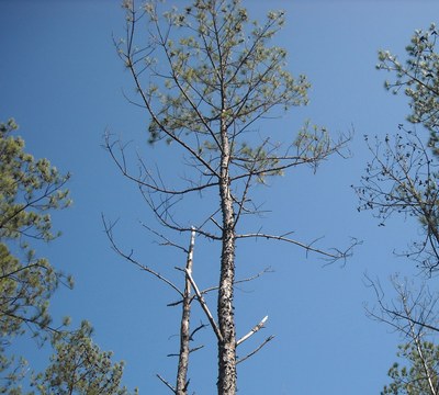 Southern Pine Decline