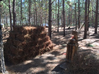 Forest Management 