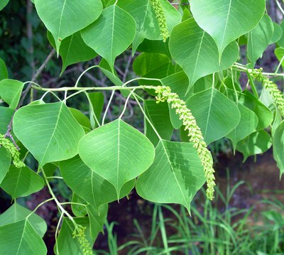 Chinese Tallow Tree