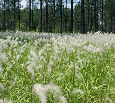 Cogongrass