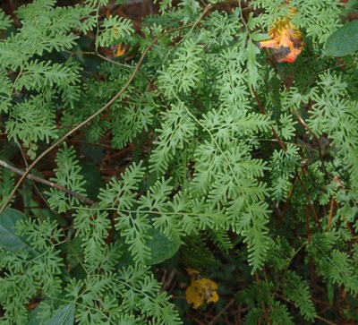 Japanese Climbing Fern 